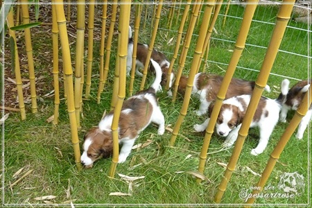 Kooikerhondje von der Spessartrose