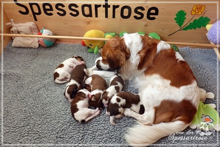 Kooikerhondje von der Spessartrose