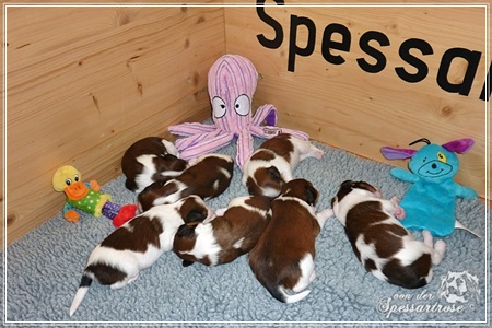 Kooikerhondje von der Spessartrose