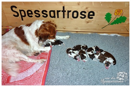 Kooikerhondje von der Spessartrose