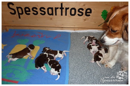 Kooikerhondje von der Spessartrose