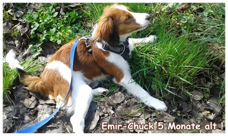 Kooikerhondje von der Spessartrose