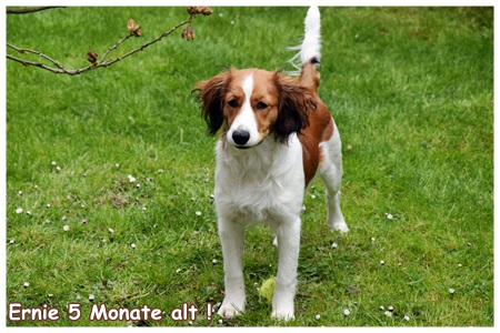 Kooikerhondje von der Spessartrose