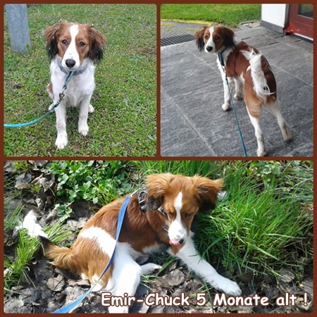 Kooikerhondje von der Spessartrose