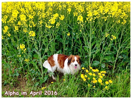 Kooikerhondje von der Spessartrose