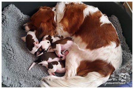 Kooikerhondje von der Spessartrose