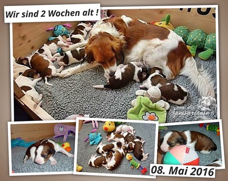 Kooikerhondje von der Spessartrose