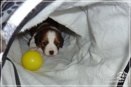 Kooikerhondje von der Spessartrose