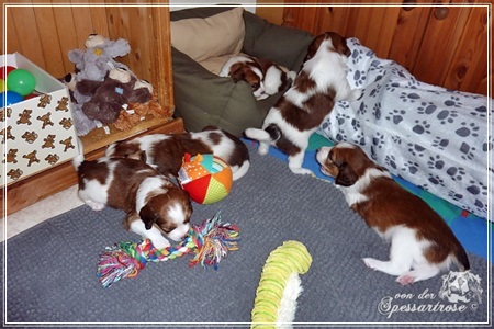 Kooikerhondje von der Spessartrose