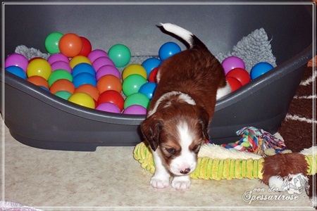 Kooikerhondje von der Spessartrose