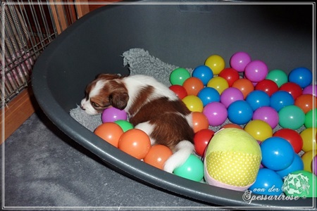 Kooikerhondje von der Spessartrose