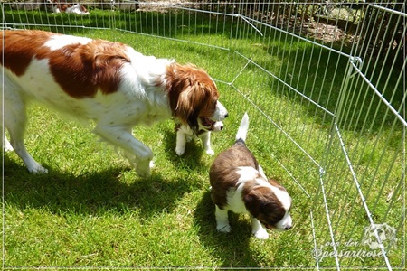 Kooikerhondje von der Spessartrose