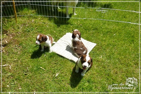 Kooikerhondje von der Spessartrose