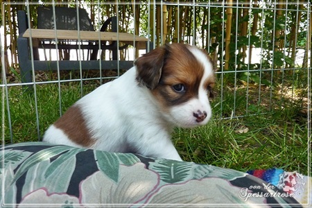 Kooikerhondje von der Spessartrose