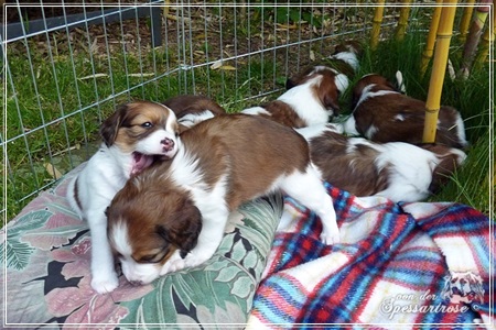 Kooikerhondje von der Spessartrose