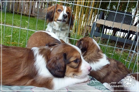 Kooikerhondje von der Spessartrose