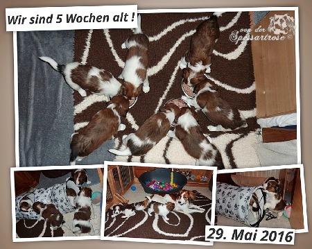 Kooikerhondje von der Spessartrose