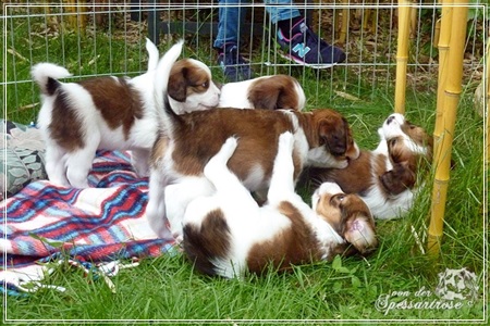 Kooikerhondje von der Spessartrose