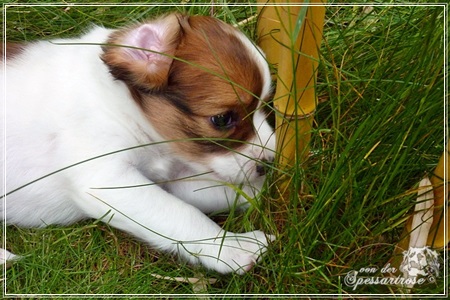 Kooikerhondje von der Spessartrose