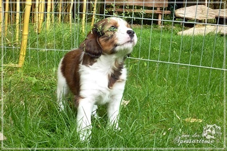 Kooikerhondje von der Spessartrose