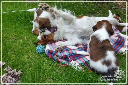 Kooikerhondje von der Spessartrose