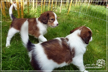 Kooikerhondje von der Spessartrose