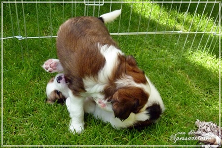 Kooikerhondje von der Spessartrose