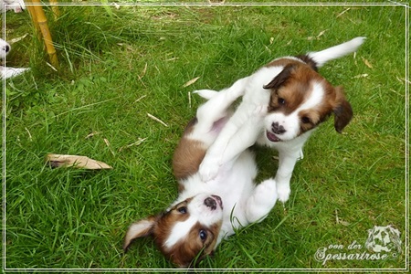 Kooikerhondje von der Spessartrose