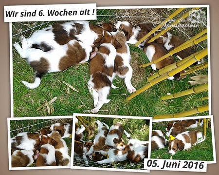 Kooikerhondje von der Spessartrose