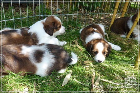 Kooikerhondje von der Spessartrose