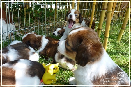 Kooikerhondje von der Spessartrose