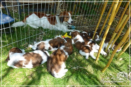 Kooikerhondje von der Spessartrose