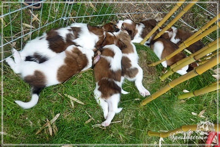 Kooikerhondje von der Spessartrose