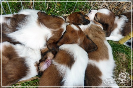 Kooikerhondje von der Spessartrose