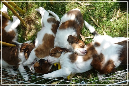 Kooikerhondje von der Spessartrose