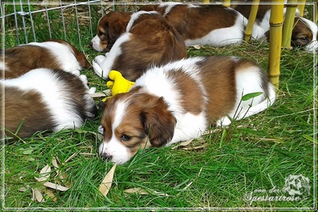 Kooikerhondje von der Spessartrose