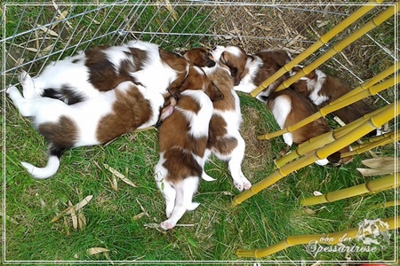 Kooikerhondje von der Spessartrose