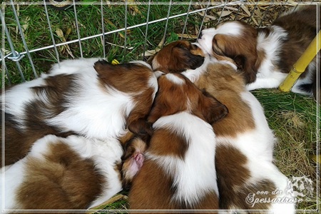 Kooikerhondje von der Spessartrose