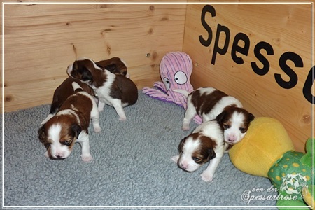 Kooikerhondje von der Spessartrose