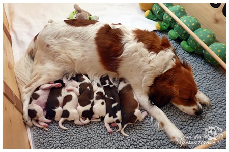 Kooikerhondje von der Spessartrose