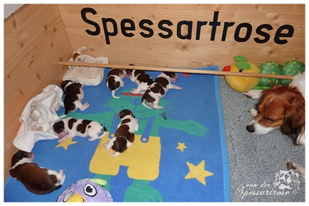 Kooikerhondje von der Spessartrose