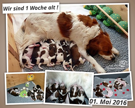 Kooikerhondje von der Spessartrose