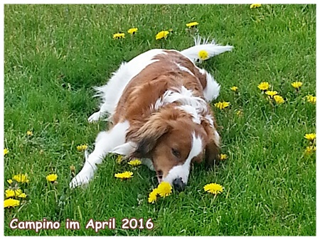 Kooikerhondje von der Spessartrose