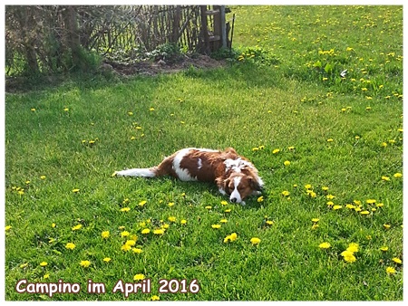 Kooikerhondje von der Spessartrose