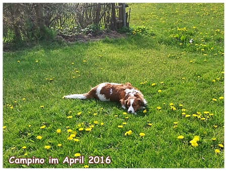 Kooikerhondje von der Spessartrose