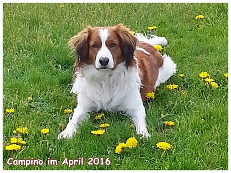 Kooikerhondje von der Spessartrose