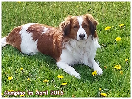 Kooikerhondje von der Spessartrose