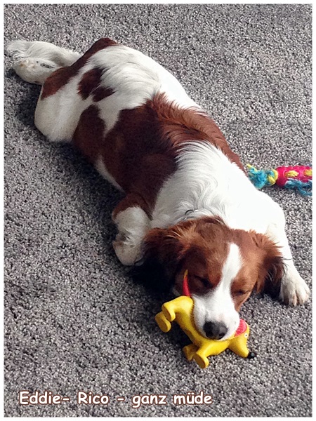 Kooikerhondje von der Spessartrose