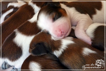 Kooikerhondje von der Spessartrose