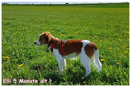 Kooikerhondje von der Spessartrose